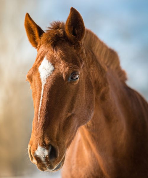 horse body language ear